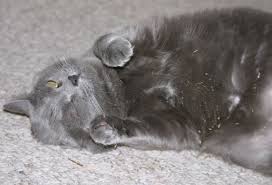 Catnip Ayrica Kedi Nanesi Kedi Otu Kedi Uyusturucusu Kedi Sakinlestiricisi Olarak Da Bilinir Kullanim Alanlari Oldukca Yaygindi Kedi Hayvan Evcil Hayvanlar