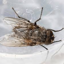 Check spelling or type a new query. How To Get Rid Of Cluster Flies How To Get Rid Of Stuff