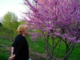 Be sure to make note of the flower. Celebrating 60 Years Spring Flowering Trees Redbuds Dahlkemper Landscape Architects And Contractors Erie Pa