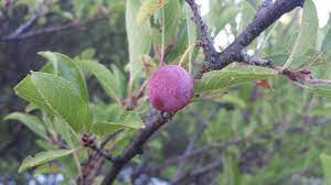This is because they have a habit of growing at an angle. Need Some Help Identifying A Plum Tree Gardening Landscaping Stack Exchange