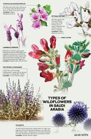 Image result for Lotus wildii