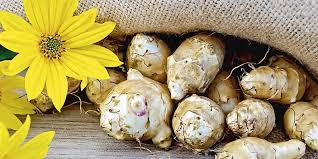 Cassetta assortimento di bulbi da fiori gialli. Piantare Il Topinambur Come Fare Distanza Pianta Cure Cose Di Casa
