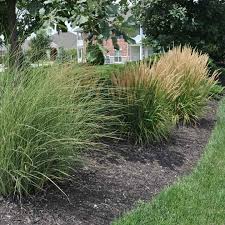 Check spelling or type a new query. Types Of Ornamental Grasses For Sale At The Grass Pad