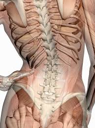 Improve Your Sitting Posture From The Pelvis Up Bodymotion Spine Sports Injuries Clinic