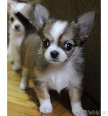 Chihuahua Puppies For Sale Near M Chihuahua Puppies For Sale Near Me Chihuahua Puppies For Sale Chihuahua Chihuahua Puppies