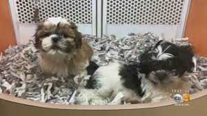 Please select an option below for more information about our. 2 On Your Side Undercover Investigation Reveals Loophole In Puppy Mill Ban Law Cbs Los Angeles