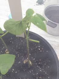 Check spelling or type a new query. Just Transplated Zucchini And Bean Outside And Noticing Some White Spots On Leaves And Brown Stems Gardening Landscaping Stack Exchange