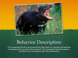Maybe you would like to learn more about one of these? Tasmanian Devils By Noah Introduction I Hope You Enjoy My Report About The Tasmanian Devil Ppt Download