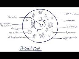 We did not find results for: How To Draw Animal Cell Step By Step Biology Diagram Animal Cell Diagram Youtube