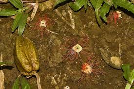 Image result for Lecythidaceae