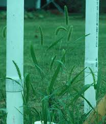 Image result for Setaria kagerensis