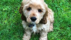 We did not find results for: People Are Spending Thousands On Puppy Concierge Services To Find The Perfect Dog Marketwatch