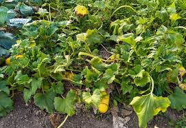 How many hours of sun do zucchini need. 6 Reasons Your Zucchini Leaves Are Turning Yellow And How To Fix It