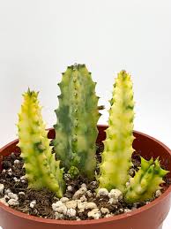 Image result for Huernia zebrina