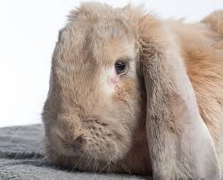 Rabbit, bunny, english lop, ears, hamster, dwarf hamsters, animals, pets. Lop Eared Rabbits More Likely To Suffer From Ear And Dental Problems Study Confirms For First Time