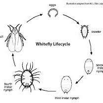 We did not find results for: Pdf Poultry Egg Shells Surprizing Uses