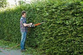 Damit die pflanze genügend zeit hat, sich auf den winter vor zu bereiten, sollten sie die buchenhecke in den ersten zwei wochen im september schneiden. Hainbuchen Schneiden Mein Schoner Garten
