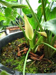 Image result for Stylochaeton puberulus