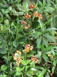 Image result for Gymnosporia