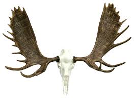 I remember when my dad first taught me how to do a horn mount. European Alaskan Moose Mount Rustic Wall Sculptures By Cast Horn Designs Inc Houzz