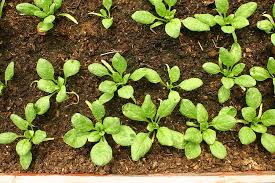 Maybe you would like to learn more about one of these? Best Spinach Seed Starting Tips