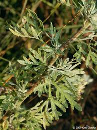 Image result for Artemisia sp.no.1