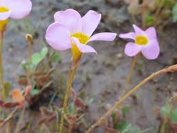 Image result for Oxalis obliquifolia
