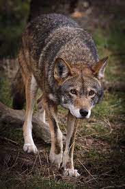 Pin By Michele Berg On Wolves Red Wolf Animals Wolf Pictures