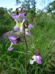 Image result for Eulophia angolensis