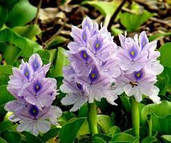 Taking A Bag On A Photo Journey Hyacinth Flowers Water Hyacinth Hyacinth