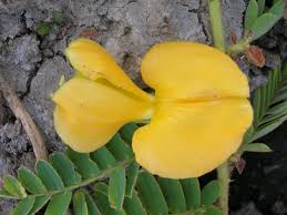 Image result for Aeschynomene elaphroxylon