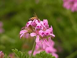 Image result for Pelargonium graveolens