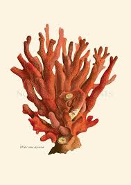 Red Coral Print Sealife Coastal Living Nautical Decor Sealife Print For Beach Style Bathroom Wall Art Coral Art Print B Coral Art Coral Print Coral Pictures