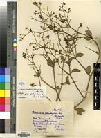 Image result for Commicarpus pilosus