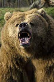 Everything You Should Know If You Encounter A Bear In The Wilderness Bear Safety Bear Bear Pictures