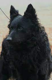 Kroatianpaimenkoira (hrvatski ovčar) on pystykorvainen, korkeuttaan hieman pidempi, kiharakarvainen paimenkoira. Pin By Neeeedd On Dogs I Love Dog Breeds Hungarian Dog Lab Dogs