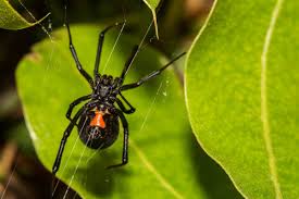 The female spiders have large venom glands and their bite is particularly harmful to large animals including humans. Summer S Uninvited Visitors What To Know About Black Widow Spiders The Dca Page
