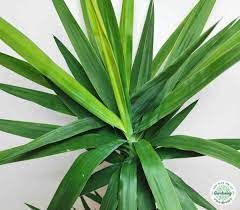 Repotting stress is another indoor yucca plant problem that results in the yellowing of leaves. Yucca Plant Care How To Grow And Care For Yuca Tree Indoors Yhmag