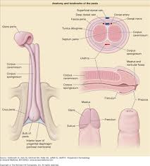 Image result for penis mycosis symptoms