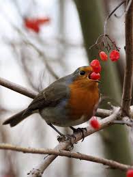 Birds That Start With A U Pell21 Pretty Birds Beautiful Birds Colorful Birds