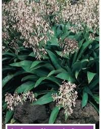 Maybe you would like to learn more about one of these? Arthropodium Cirratum Common Name New Zealand Rock Lily 150mm Pot Dawsons Garden World Shade Plants Plants Plant Images