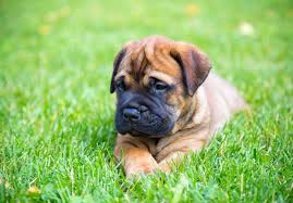 Choose food that has about 26% or. Bullmastiff Puppies For Sale Akc Puppyfinder