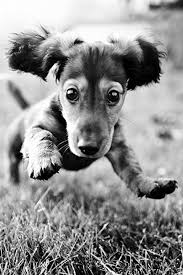 Explore insta (instagram) profile of @musetti_animaletti with photos, videos, tags and metrics. 12 Idee Su Musetti Animaletti Animali Carini Cuccioli Di Cani Cuccioli Di Animale