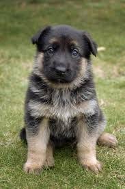 Puppyfinder.com is your source for finding an ideal german shepherd dog puppy for sale in usa. German Shepherd Puppy Shepherd Puppies German Shepherd Puppies German Shepard Puppies
