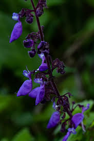 Image result for Coleus autranii