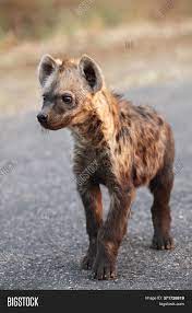 Spotted Hyena (crocuta Image & Photo (Free Trial) | Bigstock