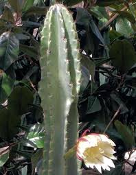 Si bien existen unos criterios contrastados y claros para responder a esta pregunta, la respuesta exacta sobre la frecuencia con la que los cactus se riegan varía. Cereus Informacion Sobre La Planta Propiedades Y Cultivo