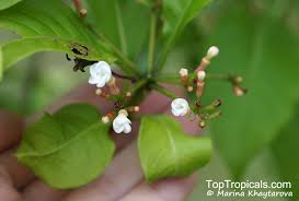 Image result for Rauvolfia mannii