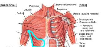Gastrocnemius (resembles the stomach) and trapezius (resembles a trapezoid or. Anterior Extrinsic Shoulder Muscle Names Module 6 Flashcards Quizlet