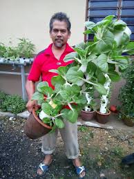 Cara terbaik menanam bawang daun dalam pot atau polybag tak jauh berlainan dgn budidaya di bawang daun (allium fistulosum) adalah tipe sayuran yg sering dijadikan bumbu atau bahan terhadap peluang kali ini alamtani bakal mengulas kiat menanam bawang daun dgn sarana tanam yg. Kreatif Lelaki Ini Kongsi Cara Guna Bahan Terbuang Untuk Tanam Sayur Kartel Dakwah